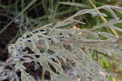 Helichrysum aureonitens
