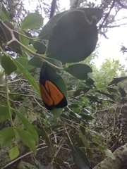 Paratype univitta