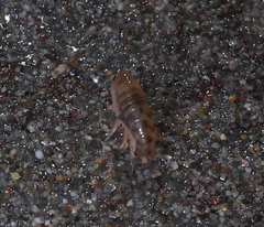 Orchestoidea tuberculata