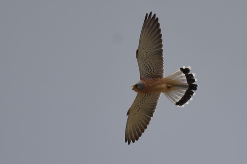 Cernícalo primilla (Falco naumanni)