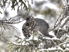 Canachites canadensis