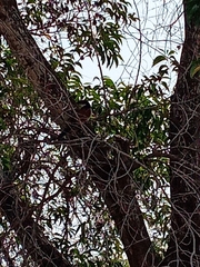 Centropus senegalensis