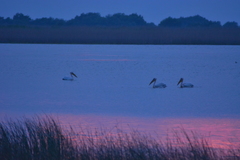 Pelecanus onocrotalus