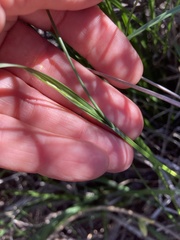 Carex triquetra