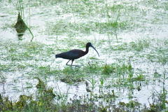 Plegadis falcinellus