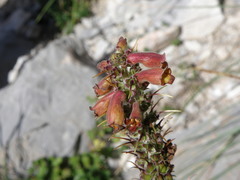 Digitalis parviflora