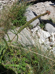 Digitalis parviflora