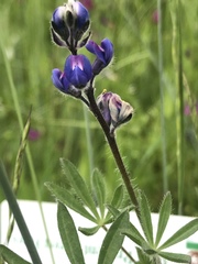Lupinus polycarpus