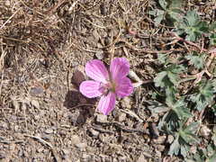 Geranium subargenteum
