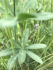 Lupinus polycarpus