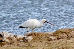 Platalea leucorodia