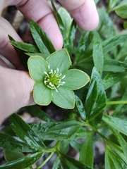 Helleborus dumetorum