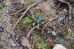 Anchusa undulata