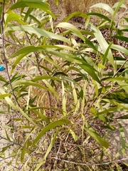 Acacia auriculiformis