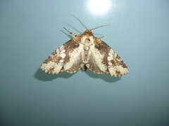 Disphragis tharis