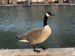 Branta canadensis