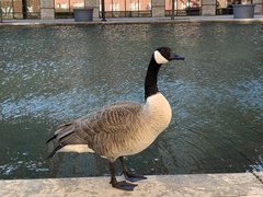 Branta canadensis