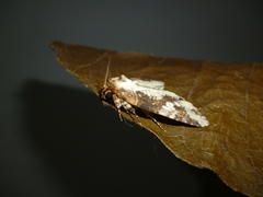 Disphragis tharis