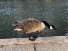 Branta canadensis