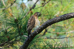 Buteo platypterus cubanensis