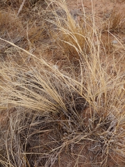 Hesperostipa comata