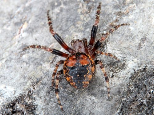 Ornamental Orbweaver