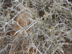 Coleogyne ramosissima