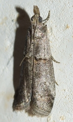 Acrobasis obliqua