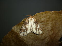 Disphragis tharis