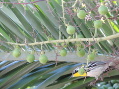 Pseudophoenix sargentii
