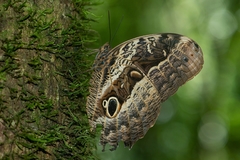 Caligo beltrao