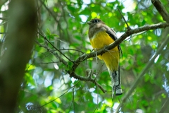 Trogon rufus chrysochloros
