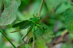 Megatympanon speculatum