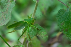 Megatympanon speculatum