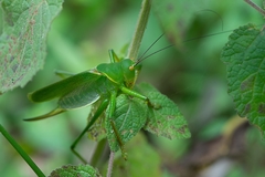 Megatympanon speculatum