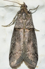 Acrobasis obliqua