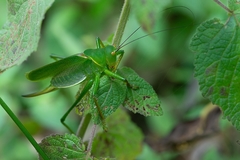 Megatympanon speculatum