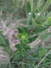 Chromolaena hirsuta