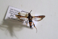 Synanthedon sapygaeformis