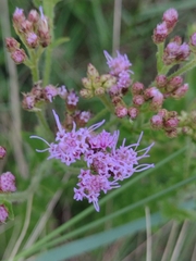 Chromolaena hirsuta