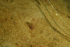 Stylatula elongata