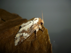 Disphragis tharis