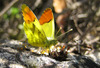 Provence Orange Tip - Photo (c) Ombrosoparacloucycle, some rights reserved (CC BY-NC-SA)