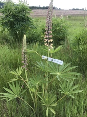 Lupinus rivularis
