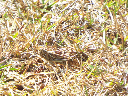 Schistocerca americana image