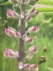 Lupinus rivularis
