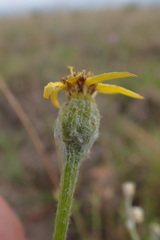 Senecio pentactinus