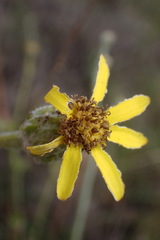 Senecio pentactinus