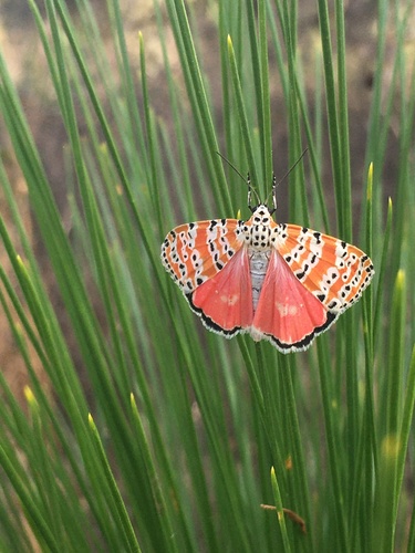 Ornate Bella Moth photo 4