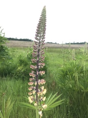 Lupinus rivularis